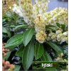 Pieris japonica Debutante - Pieris japoński Debutante - białe FOTO