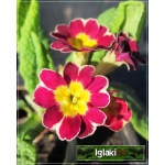 Primula elatior - Pierwiosnek wyniosły - wys. 20, kw 4/6 FOTO