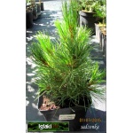 Pinus cembra - Sosna limba FOTO