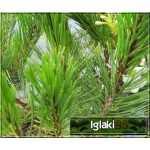 Pinus mugo mughus - Sosna górska mughus - Kosodrzewina mughus C2 20-30cm 