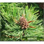Pinus mugo mughus - Sosna górska mughus - Kosodrzewina mughus C2 20-30cm 
