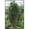 Pinus nigra Green Tower - Sosna czarna Green Tower C_15 50-60cm xxxy