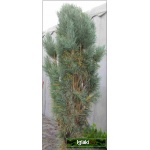 Pinus nigra Pyramidalis - Sosna czarna Pyramidalis szczep. FOTO