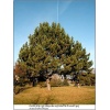 Pinus nigra - Sosna czarna bryła _180-200cm xxxy