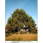Pinus nigra - Sosna czarna bryła _250-300cm xxxy