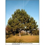 Pinus nigra - Sosna czarna C_90 _140-160cm xxxy