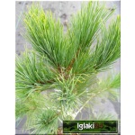 Pinus peuce - sosna rumelijska bryła _180-200cm
