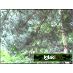 Pinus peuce - sosna rumelijska bryła _140-160cm