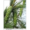 Pinus peuce - sosna rumelijska bryła _140-160cm