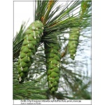 Pinus peuce - sosna rumelijska bryła _200-250cm xxxy