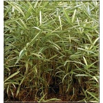Pleioblastus Variegatus - Bambus pstry - Plejoblastus pstry - żółto-zielony, wys. 40/50 FOTO 