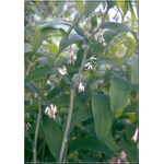 Polygonatum odoratum - Kokoryczka wonna - białe, biało-zielone, wys 60, kw 5/6 FOTO