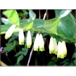 Polygonatum odoratum - Kokoryczka wonna - białe, biało-zielone, wys 60, kw 5/6 FOTO