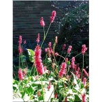 Polygonum amplexicaule Firetail - Persicaria amplexicaule Firetail - Rdest himalajski Firetail - kwiat rubinowo-czerwony, wys. 90, kw 8/9 FOTO