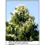 Polygonum aubertii - Fallopia baldschuanica - Rdest bucharski Auberta - Rdest Auberta FOTO 