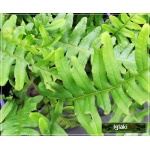 Polypodium vulgare - Paproć zwyczajna - Paproć - wys. 30 FOTO