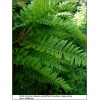 Polypodium vulgare - Paproć zwyczajna - Paproć - wys. 30 C0,5 xxxy