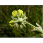Potentilla argentea - Pięciornik srebrny - żółty, wys 25, kw 6/8 FOTO 