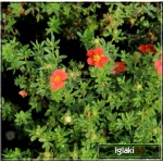 Potentilla fruticosa Marrob - Pięciornik krzewiasty Marrob - Potentilla fruticosa marian red Robin - Pięciornik krzewiasty marian red Robin - czerwone C2 20-30cm