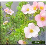 Potentilla fruticosa Pink Queen - Pięciornik krzewiasty Pink Queen - różowe C2 20-30cm 