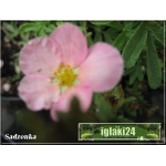 Potentilla fruticosa Pink Queen - Pięciornik krzewiasty Pink Queen - różowe C1,5 15-25cm