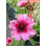 Potentilla nepalensis Miss Willmott - Pięciornik nepalski Miss Willmott - różowy, wys 40, kw 6/7 FOTO