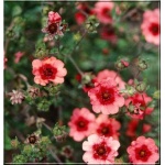 Potentilla nepalensis Miss Willmott - Pięciornik nepalski Miss Willmott - różowy, wys 40, kw 6/7 FOTO