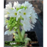 Primula denticulata Alba - Pierwiosnek ząbkowany Alba - białe, wys. 30, kw 3/4 FOTO