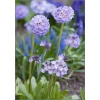 Primula denticulata Blue Selection - Pierwiosnek ząbkowany Blue Selection - fioletowe, wys. 30, kw. 3/4 C1,5