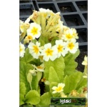 Primula veris Cabrillo - Pierwiosnek lekarski Cabrillo - żółte, wys 30, kw 4/5 FOTO