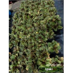 Primula vulgaris Drumcliff - Pierwiosnek bezłodygowy Drumcliff - jasnoróżowe, wys. 15, kw. 3/5 FOTO