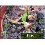 Primula vulgaris - Primula acaulis - Pierwiosnek bezłodygowy - żółte, wys. 10, kw 3/4 FOTO 