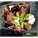 Primula vulgaris - Primula acaulis - Pierwiosnek bezłodygowy - żółte, wys. 10, kw 3/4 FOTO 