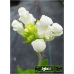 Prunella grandiflora Alba - Głowienka wielkokwiatowa Alba - biały, wys 20, kw 6/8 FOTO 