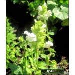 Prunella grandiflora Alba - Głowienka wielkokwiatowa Alba - biały, wys 20, kw 6/8 FOTO 