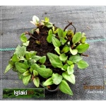 Prunella grandiflora - Głowienka wielkokwiatowa - fioletowo-niebieske, wys 20, kw 7/8 C0,5