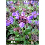 Prunella grandiflora - Głowienka wielkokwiatowa - fioletowo-niebieske, wys 20, kw 7/8 FOTO