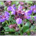 Prunella grandiflora - Głowienka wielkokwiatowa - fioletowo-niebieske, wys 20, kw 7/8 C0,5