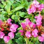 Prunella grandiflora Rosea - Głowienka wielkokwiatowa Rosea - różowy, wys 20, kw 6/7 FOTO