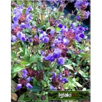 Prunella grandiflora Violet - Głowienka wielkokwiatowa Violet - fioletowy, wys 20, kw 6/7 C0,5