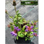 Prunella grandiflora Violet - Głowienka wielkokwiatowa Violet - fioletowy, wys 20, kw 6/7 FOTO