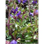 Prunella grandiflora Violet - Głowienka wielkokwiatowa Violet - fioletowy, wys 20, kw 6/7 C0,5