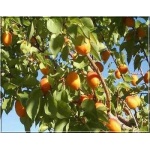 Prunus armeniaca Goldrich - Morela Goldrich FOTO 