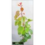 Prunus armeniaca Goldrich - Morela Goldrich balotowana 60-120cm 