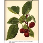 Prunus avium Hedelfińska - Czereśnia Hedefińska balotowana 60-120cm 