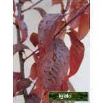 Prunus cerasifera Nigra - Śliwa wiśniowa Nigra - różowe C_12 _150-200cm 