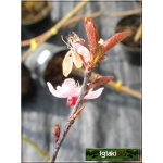Prunus cerasifera Nigra - Śliwa wiśniowa Nigra - różowe C_15 _150-200cm