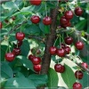 Prunus cerasus Kelleris - Wiśnia Kelleris FOTO 