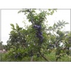 Prunus domestica Amers - Śliwa domowa Amers FOTO 