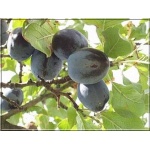 Prunus domestica Cacanska Lepotica - Śliwa Cacanska Lepotica FOTO 
